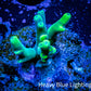 Acropora Coral -  Ultra  Acro Frag WYSIWYG A11R2B1 Acropora Coral -  Ultra  Acro Frag WYSIWYG A11R2B1 SPS Acropora Coral -  Ultra  Acro Frag WYSIWYG A11R2B1 Zeo Box Reef