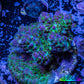 Acropora Coral -  Ultra  Acro Frag WYSIWYG A1R2B1 Acropora Coral -  Ultra  Acro Frag WYSIWYG A1R2B1 SPS Acropora Coral -  Ultra  Acro Frag WYSIWYG A1R2B1 Zeo Box Reef