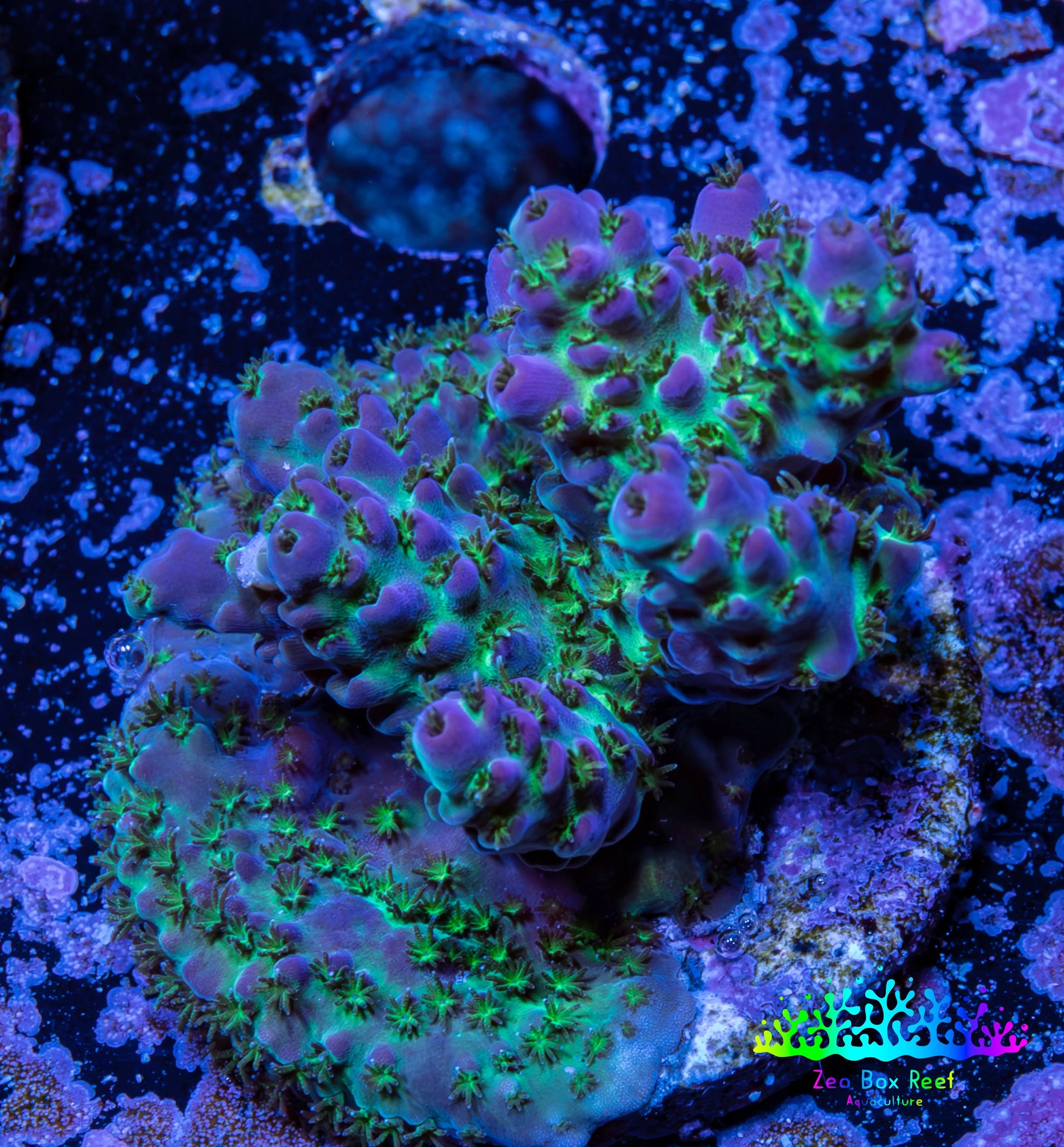 Acropora Coral -  Ultra  Acro Frag WYSIWYG A1R2B1 Acropora Coral -  Ultra  Acro Frag WYSIWYG A1R2B1 SPS Acropora Coral -  Ultra  Acro Frag WYSIWYG A1R2B1 Zeo Box Reef