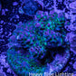 Acropora Coral -  Ultra  Acro Frag WYSIWYG A1R2B1 Acropora Coral -  Ultra  Acro Frag WYSIWYG A1R2B1 SPS Acropora Coral -  Ultra  Acro Frag WYSIWYG A1R2B1 Zeo Box Reef
