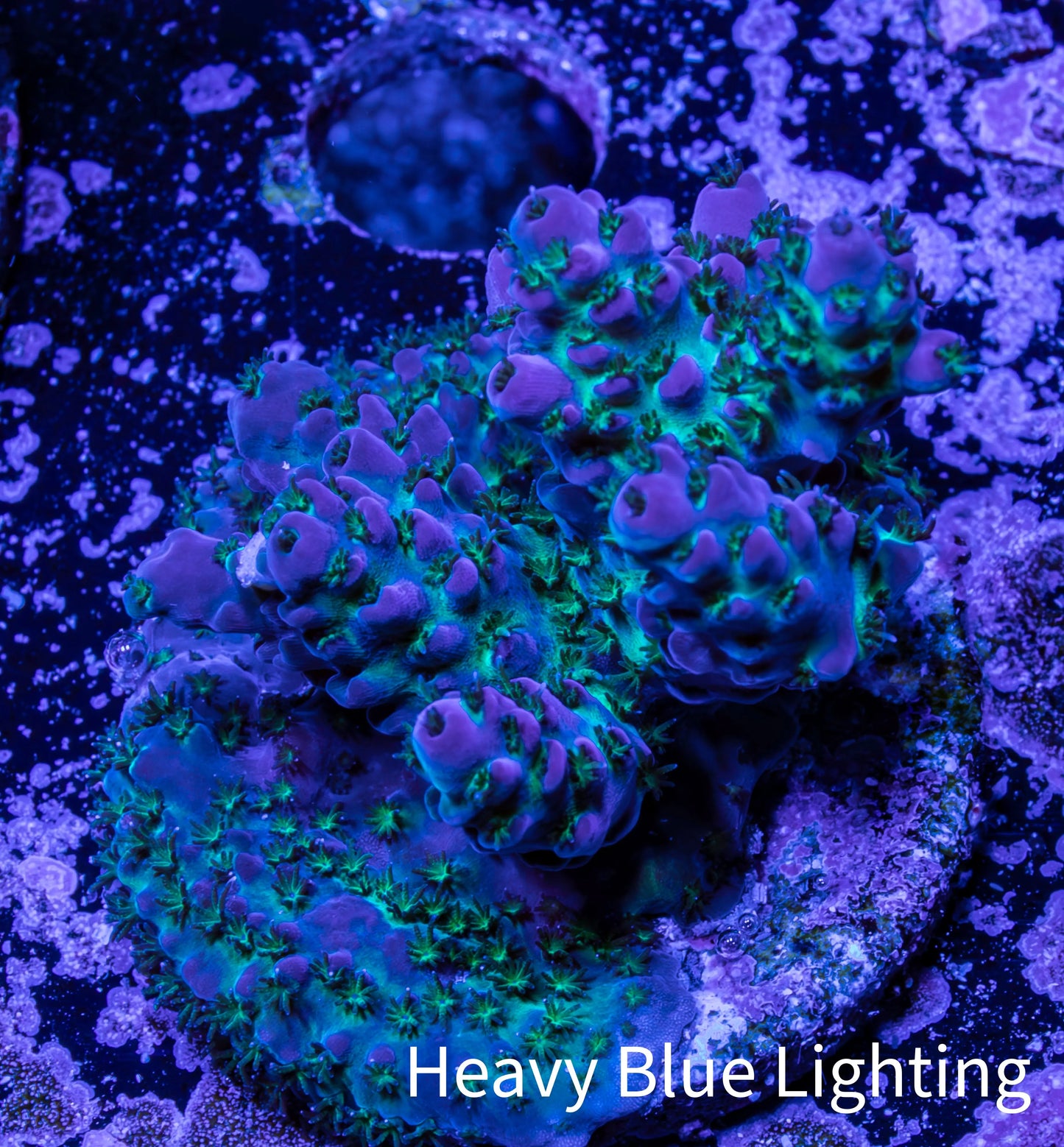 Acropora Coral -  Ultra  Acro Frag WYSIWYG A1R2B1 Acropora Coral -  Ultra  Acro Frag WYSIWYG A1R2B1 SPS Acropora Coral -  Ultra  Acro Frag WYSIWYG A1R2B1 Zeo Box Reef