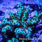 Acropora Coral -  Ultra  Acro Frag WYSIWYG A1R3B1 Acropora Coral -  Ultra  Acro Frag WYSIWYG A1R3B1 SPS Acropora Coral -  Ultra  Acro Frag WYSIWYG A1R3B1 Zeo Box Reef