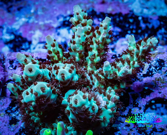 Acropora Coral -  Ultra  Acro Frag WYSIWYG A1R3B1 Acropora Coral -  Ultra  Acro Frag WYSIWYG A1R3B1 SPS Acropora Coral -  Ultra  Acro Frag WYSIWYG A1R3B1 Zeo Box Reef