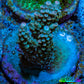 Acropora Coral -  Ultra  Acro Frag WYSIWYG A1R3B1 Acropora Coral -  Ultra  Acro Frag WYSIWYG A1R3B1 SPS Acropora Coral -  Ultra  Acro Frag WYSIWYG A1R3B1 Zeo Box Reef