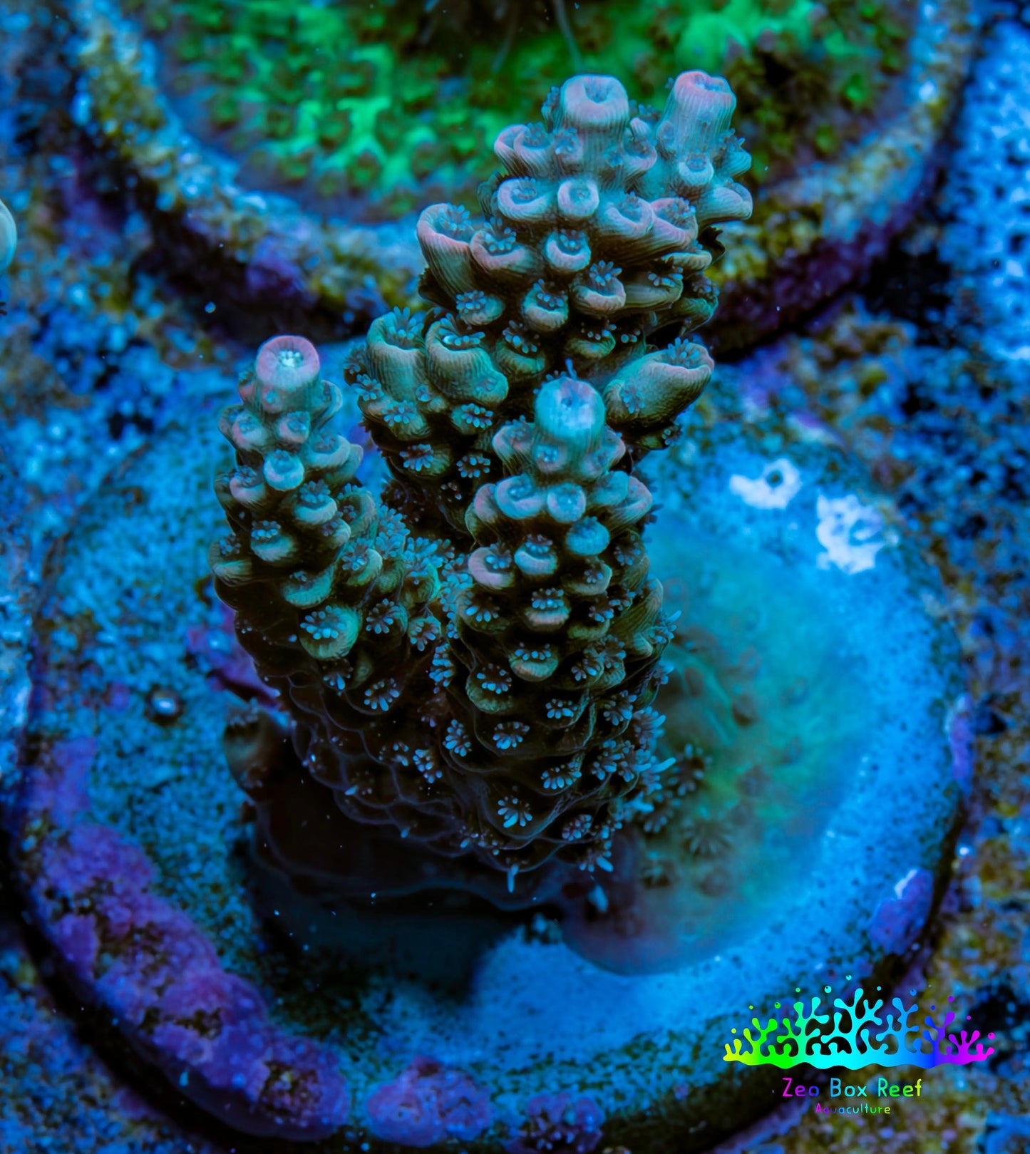 Acropora Coral -  Ultra  Acro Frag WYSIWYG A1R3B1 Acropora Coral -  Ultra  Acro Frag WYSIWYG A1R3B1 SPS Acropora Coral -  Ultra  Acro Frag WYSIWYG A1R3B1 Zeo Box Reef
