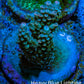 Acropora Coral -  Ultra  Acro Frag WYSIWYG A1R3B1 Acropora Coral -  Ultra  Acro Frag WYSIWYG A1R3B1 SPS Acropora Coral -  Ultra  Acro Frag WYSIWYG A1R3B1 Zeo Box Reef