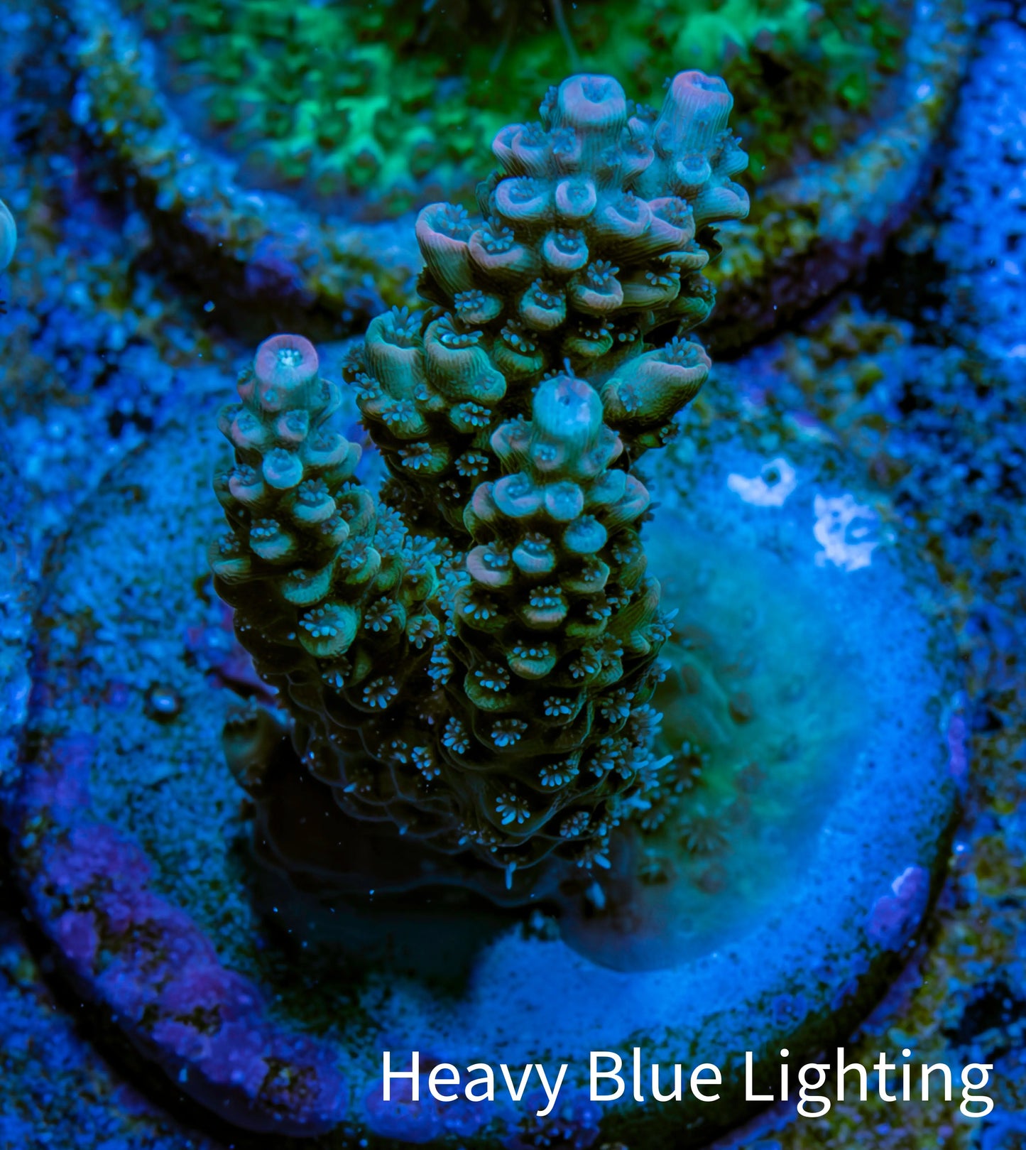 Acropora Coral -  Ultra  Acro Frag WYSIWYG A1R3B1 Acropora Coral -  Ultra  Acro Frag WYSIWYG A1R3B1 SPS Acropora Coral -  Ultra  Acro Frag WYSIWYG A1R3B1 Zeo Box Reef