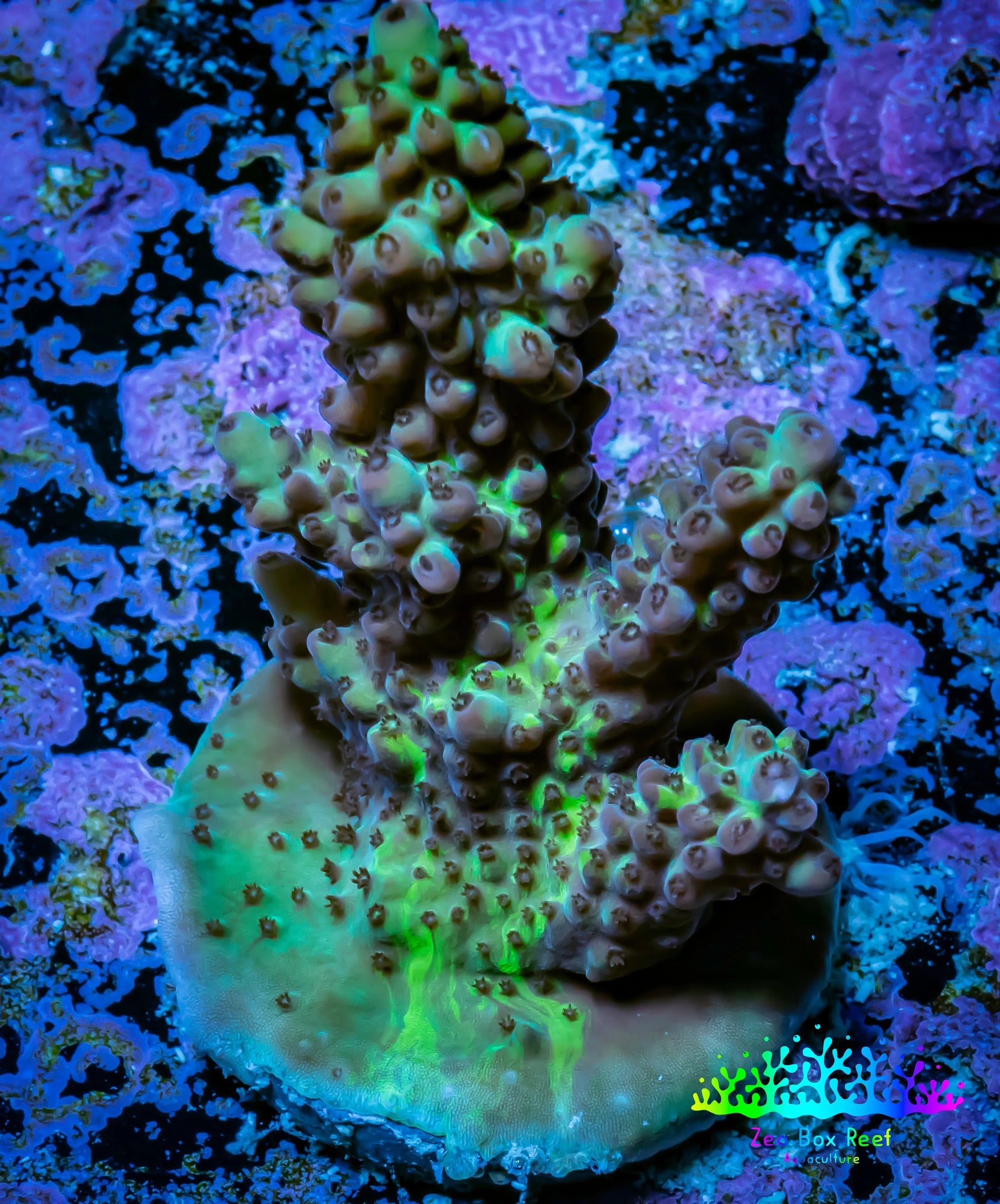 Acropora Coral -  Ultra Acro Frag WYSIWYG A1R4B1 Acropora Coral -  Ultra Acro Frag WYSIWYG A1R4B1 SPS Acropora Coral -  Ultra Acro Frag WYSIWYG A1R4B1 Zeo Box Reef