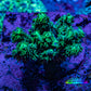 Acropora Coral - Ultra Acro Frag  WYSIWYG A1R5B1 Acropora Coral - Ultra Acro Frag  WYSIWYG A1R5B1 SPS Acropora Coral - Ultra Acro Frag  WYSIWYG A1R5B1 Zeo Box Reef