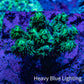 Acropora Coral - Ultra Acro Frag  WYSIWYG A1R5B1 Acropora Coral - Ultra Acro Frag  WYSIWYG A1R5B1 SPS Acropora Coral - Ultra Acro Frag  WYSIWYG A1R5B1 Zeo Box Reef