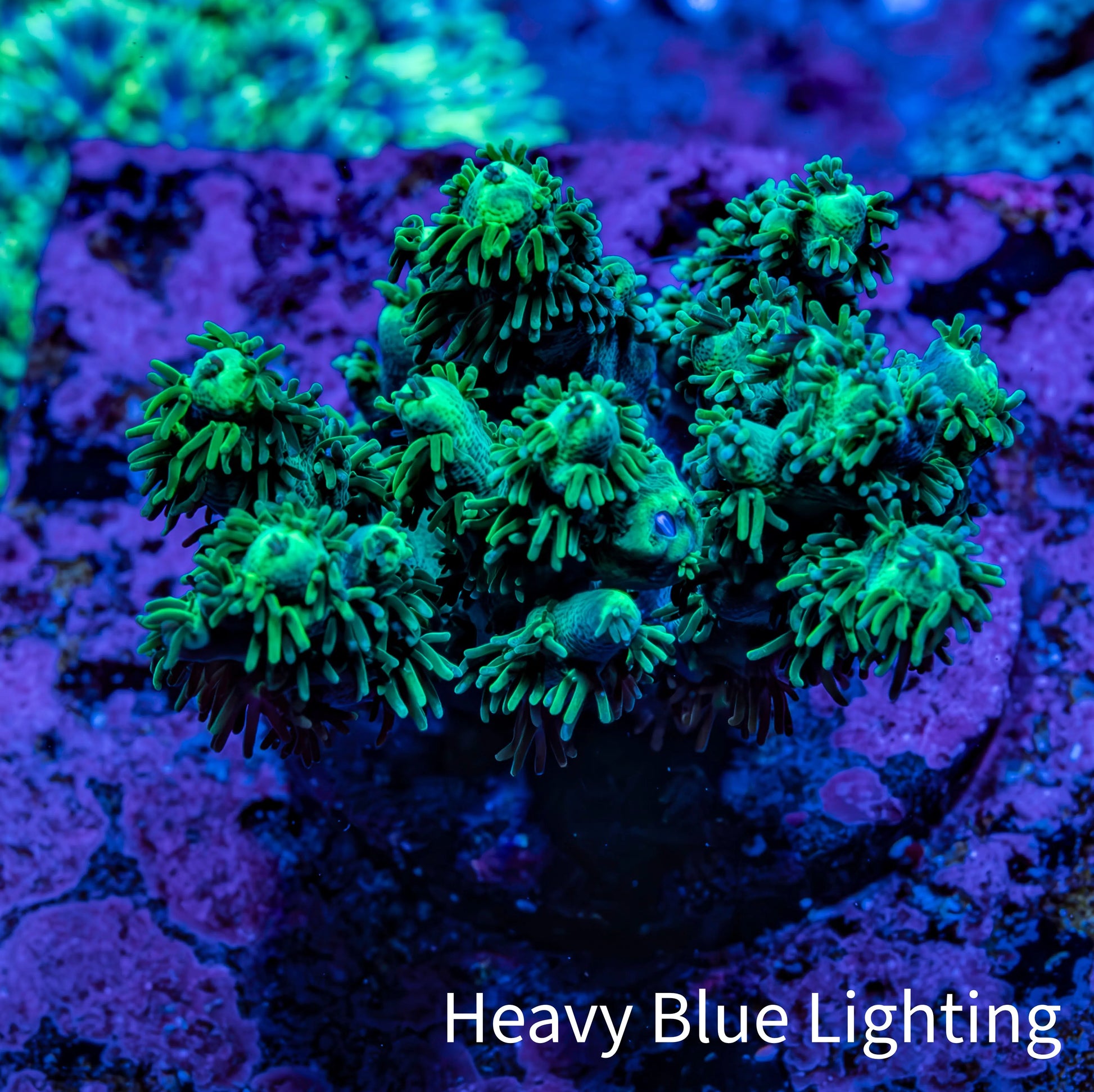 Acropora Coral - Ultra Acro Frag  WYSIWYG A1R5B1 Acropora Coral - Ultra Acro Frag  WYSIWYG A1R5B1 SPS Acropora Coral - Ultra Acro Frag  WYSIWYG A1R5B1 Zeo Box Reef