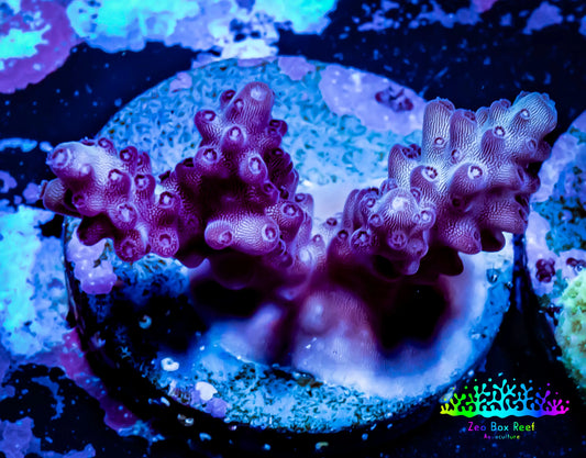 Acropora Coral -  Ultra Acro Frag WYSIWYG A1R5B1 Acropora Coral -  Ultra Acro Frag WYSIWYG A1R5B1 SPS Acropora Coral -  Ultra Acro Frag WYSIWYG A1R5B1 Zeo Box Reef