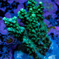 Acropora Coral - Ultra Acro Frag  WYSIWYG A1R5B1 Acropora Coral - Ultra Acro Frag  WYSIWYG A1R5B1 SPS Acropora Coral - Ultra Acro Frag  WYSIWYG A1R5B1 Zeo Box Reef