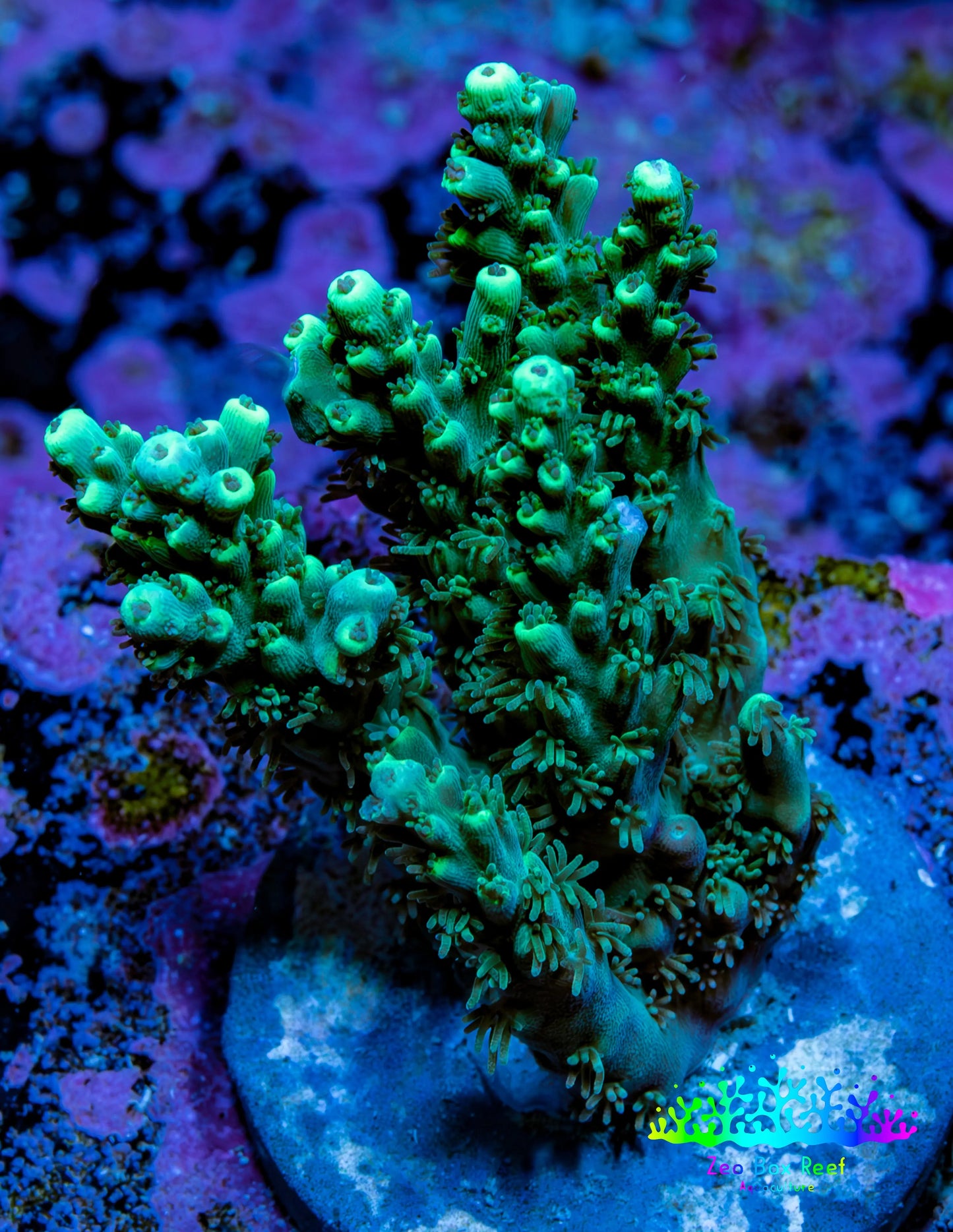 Acropora Coral - Ultra Acro Frag  WYSIWYG A1R5B1 Acropora Coral - Ultra Acro Frag  WYSIWYG A1R5B1 SPS Acropora Coral - Ultra Acro Frag  WYSIWYG A1R5B1 Zeo Box Reef