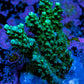 Acropora Coral - Ultra Acro Frag  WYSIWYG A1R5B1 Acropora Coral - Ultra Acro Frag  WYSIWYG A1R5B1 SPS Acropora Coral - Ultra Acro Frag  WYSIWYG A1R5B1 Zeo Box Reef