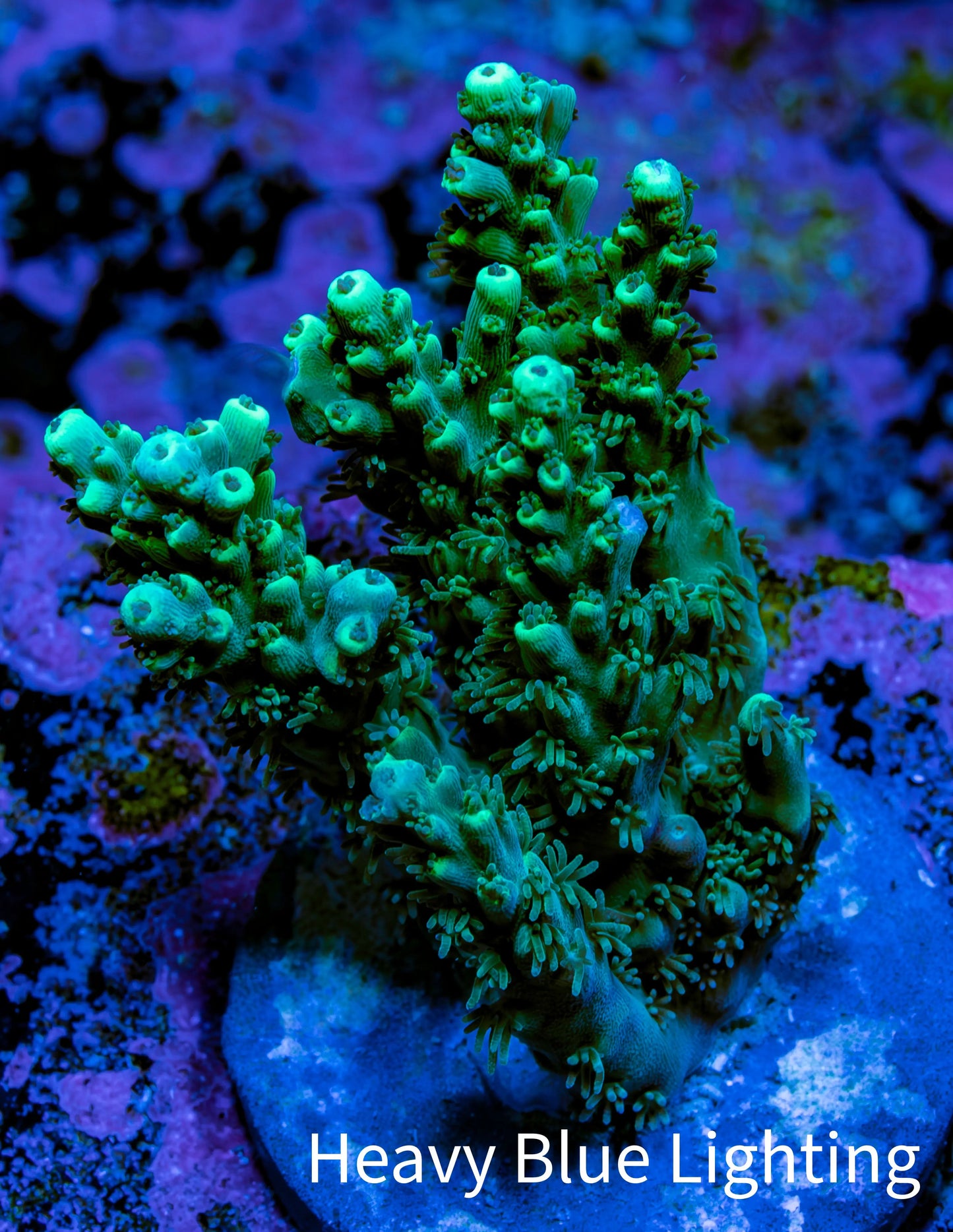Acropora Coral - Ultra Acro Frag  WYSIWYG A1R5B1 Acropora Coral - Ultra Acro Frag  WYSIWYG A1R5B1 SPS Acropora Coral - Ultra Acro Frag  WYSIWYG A1R5B1 Zeo Box Reef