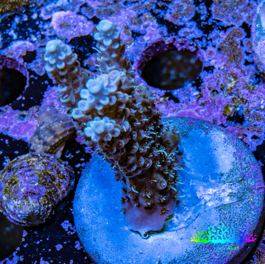 Acropora Coral -  Ultra  Acro Frag WYSIWYG A2R2B1 Acropora Coral -  Ultra  Acro Frag WYSIWYG A2R2B1 SPS Acropora Coral -  Ultra  Acro Frag WYSIWYG A2R2B1 Zeo Box Reef