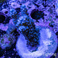 Acropora Coral -  Ultra  Acro Frag WYSIWYG A2R2B1 Acropora Coral -  Ultra  Acro Frag WYSIWYG A2R2B1 SPS Acropora Coral -  Ultra  Acro Frag WYSIWYG A2R2B1 Zeo Box Reef