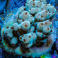 Acropora Coral -  Ultra  Acro Frag  WYSIWYG A2R3B1 Acropora Coral -  Ultra  Acro Frag  WYSIWYG A2R3B1 SPS Acropora Coral -  Ultra  Acro Frag  WYSIWYG A2R3B1 Zeo Box Reef