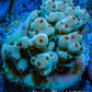 Acropora Coral -  Ultra  Acro Frag  WYSIWYG A2R3B1 Acropora Coral -  Ultra  Acro Frag  WYSIWYG A2R3B1 SPS Acropora Coral -  Ultra  Acro Frag  WYSIWYG A2R3B1 Zeo Box Reef