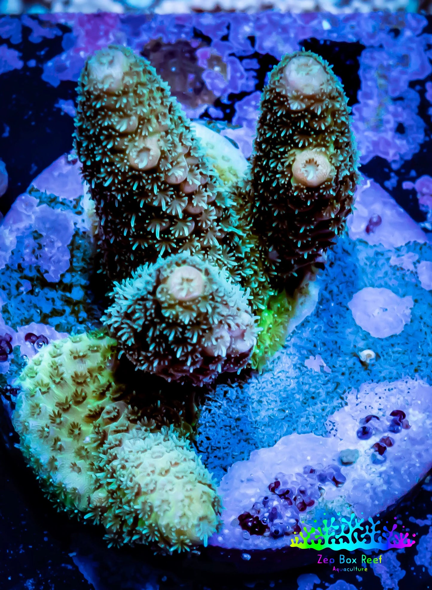 Acropora Coral -  Ultra Acro Frag WYSIWYG A2R5B1 Acropora Coral -  Ultra Acro Frag WYSIWYG A2R5B1 SPS Acropora Coral -  Ultra Acro Frag WYSIWYG A2R5B1 Zeo Box Reef