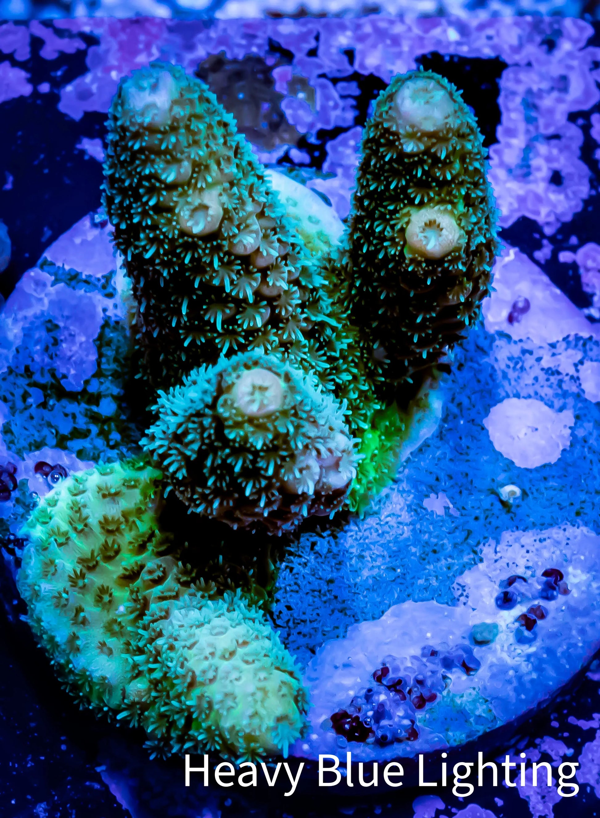 Acropora Coral -  Ultra Acro Frag WYSIWYG A2R5B1 Acropora Coral -  Ultra Acro Frag WYSIWYG A2R5B1 SPS Acropora Coral -  Ultra Acro Frag WYSIWYG A2R5B1 Zeo Box Reef