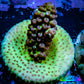 Acropora Coral -  Ultra Acro Frag WYSIWYG A2R5B1 Acropora Coral -  Ultra Acro Frag WYSIWYG A2R5B1 SPS Acropora Coral -  Ultra Acro Frag WYSIWYG A2R5B1 Zeo Box Reef