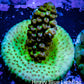 Acropora Coral -  Ultra Acro Frag WYSIWYG A2R5B1 Acropora Coral -  Ultra Acro Frag WYSIWYG A2R5B1 SPS Acropora Coral -  Ultra Acro Frag WYSIWYG A2R5B1 Zeo Box Reef
