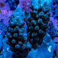 Acropora Coral - Ultra Acro Frag  WYSIWYG A2R5B1 Acropora Coral - Ultra Acro Frag  WYSIWYG A2R5B1 SPS Acropora Coral - Ultra Acro Frag  WYSIWYG A2R5B1 Zeo Box Reef