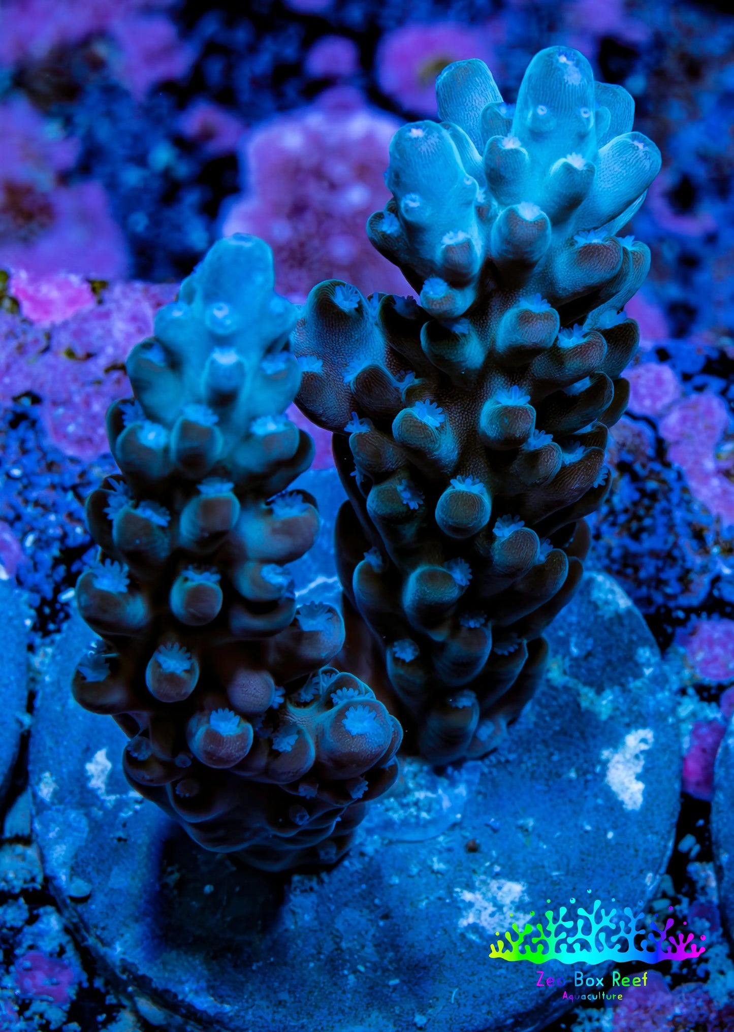Acropora Coral - Ultra Acro Frag  WYSIWYG A2R5B1 Acropora Coral - Ultra Acro Frag  WYSIWYG A2R5B1 SPS Acropora Coral - Ultra Acro Frag  WYSIWYG A2R5B1 Zeo Box Reef
