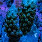Acropora Coral - Ultra Acro Frag  WYSIWYG A2R5B1 Acropora Coral - Ultra Acro Frag  WYSIWYG A2R5B1 SPS Acropora Coral - Ultra Acro Frag  WYSIWYG A2R5B1 Zeo Box Reef
