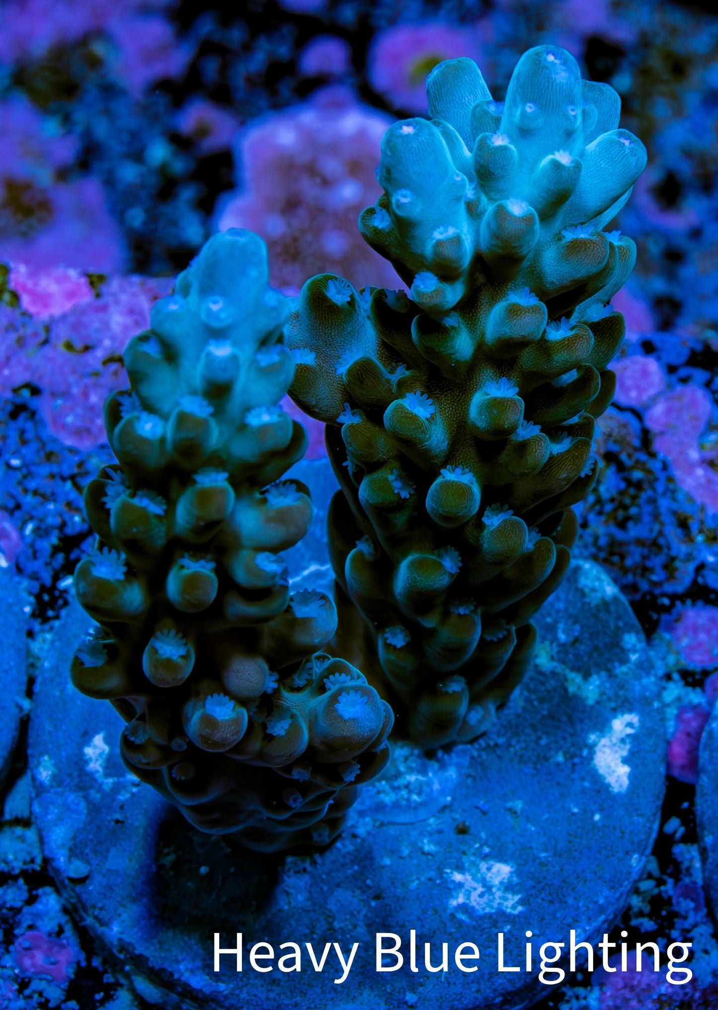 Acropora Coral - Ultra Acro Frag  WYSIWYG A2R5B1 Acropora Coral - Ultra Acro Frag  WYSIWYG A2R5B1 SPS Acropora Coral - Ultra Acro Frag  WYSIWYG A2R5B1 Zeo Box Reef