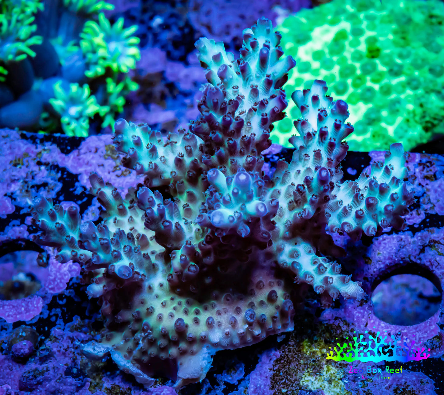 Acropora Coral -  Ultra Acro Frag WYSIWYG A3R2B1 Acropora Coral -  Ultra Acro Frag WYSIWYG A3R2B1 SPS Acropora Coral -  Ultra Acro Frag WYSIWYG A3R2B1 Zeo Box Reef