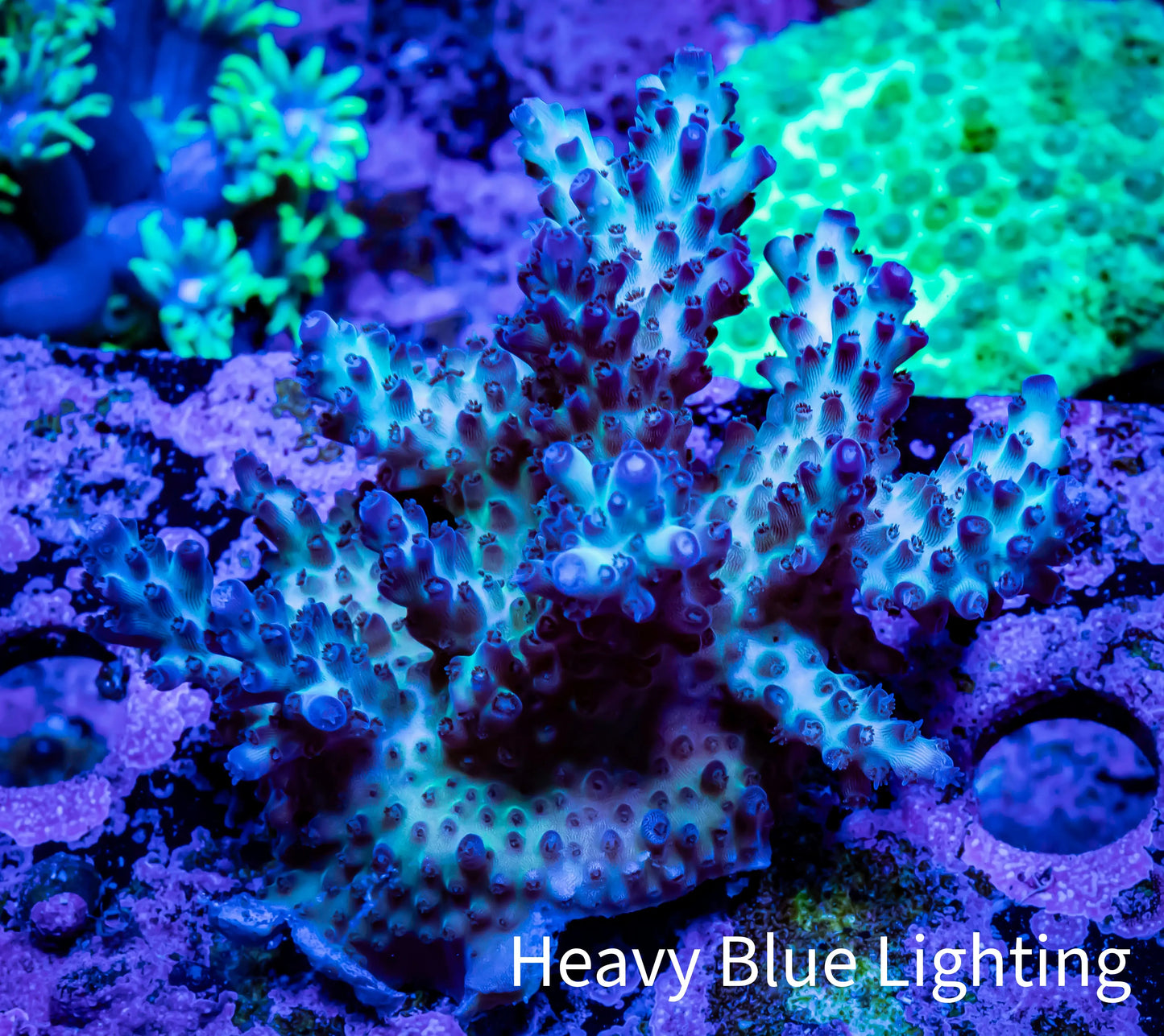 Acropora Coral -  Ultra Acro Frag WYSIWYG A3R2B1 Acropora Coral -  Ultra Acro Frag WYSIWYG A3R2B1 SPS Acropora Coral -  Ultra Acro Frag WYSIWYG A3R2B1 Zeo Box Reef