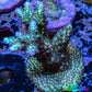Acropora Coral -  Ultra  Acro Frag WYSIWYG A3R2B1 Acropora Coral -  Ultra  Acro Frag WYSIWYG A3R2B1 SPS Acropora Coral -  Ultra  Acro Frag WYSIWYG A3R2B1 Zeo Box Reef