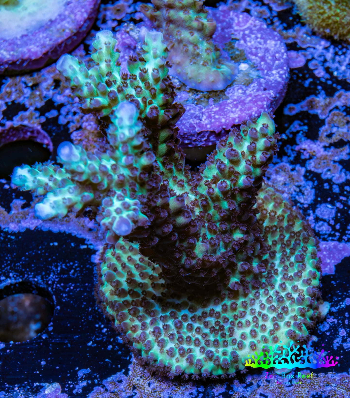 Acropora Coral -  Ultra  Acro Frag WYSIWYG A3R2B1 Acropora Coral -  Ultra  Acro Frag WYSIWYG A3R2B1 SPS Acropora Coral -  Ultra  Acro Frag WYSIWYG A3R2B1 Zeo Box Reef