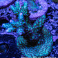 Acropora Coral -  Ultra  Acro Frag WYSIWYG A3R2B1 Acropora Coral -  Ultra  Acro Frag WYSIWYG A3R2B1 SPS Acropora Coral -  Ultra  Acro Frag WYSIWYG A3R2B1 Zeo Box Reef