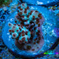 Acropora Coral -  Ultra  Acro Frag WYSIWYG A3R3B1 Acropora Coral -  Ultra  Acro Frag WYSIWYG A3R3B1 SPS Acropora Coral -  Ultra  Acro Frag WYSIWYG A3R3B1 Zeo Box Reef