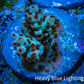 Acropora Coral -  Ultra  Acro Frag WYSIWYG A3R3B1 Acropora Coral -  Ultra  Acro Frag WYSIWYG A3R3B1 SPS Acropora Coral -  Ultra  Acro Frag WYSIWYG A3R3B1 Zeo Box Reef