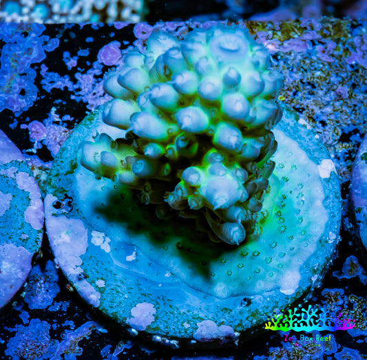 Acropora Coral -  Ultra Acro Frag WYSIWYG A3R5B1 Acropora Coral -  Ultra Acro Frag WYSIWYG A3R5B1 SPS Acropora Coral -  Ultra Acro Frag WYSIWYG A3R5B1 Zeo Box Reef