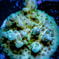 Acropora Coral -  Ultra Acro Frag WYSIWYG A3R5B1 Acropora Coral -  Ultra Acro Frag WYSIWYG A3R5B1 SPS Acropora Coral -  Ultra Acro Frag WYSIWYG A3R5B1 Zeo Box Reef