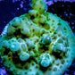 Acropora Coral -  Ultra Acro Frag WYSIWYG A3R5B1 Acropora Coral -  Ultra Acro Frag WYSIWYG A3R5B1 SPS Acropora Coral -  Ultra Acro Frag WYSIWYG A3R5B1 Zeo Box Reef