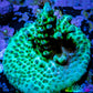 Acropora Coral -  Ultra Acro Frag WYSIWYG A3R5B1 Acropora Coral -  Ultra Acro Frag WYSIWYG A3R5B1 SPS Acropora Coral -  Ultra Acro Frag WYSIWYG A3R5B1 Zeo Box Reef