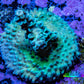 Acropora Coral - Ultra Acro Frag  WYSIWYG A3R5B1 Acropora Coral - Ultra Acro Frag  WYSIWYG A3R5B1 SPS Acropora Coral - Ultra Acro Frag  WYSIWYG A3R5B1 Zeo Box Reef