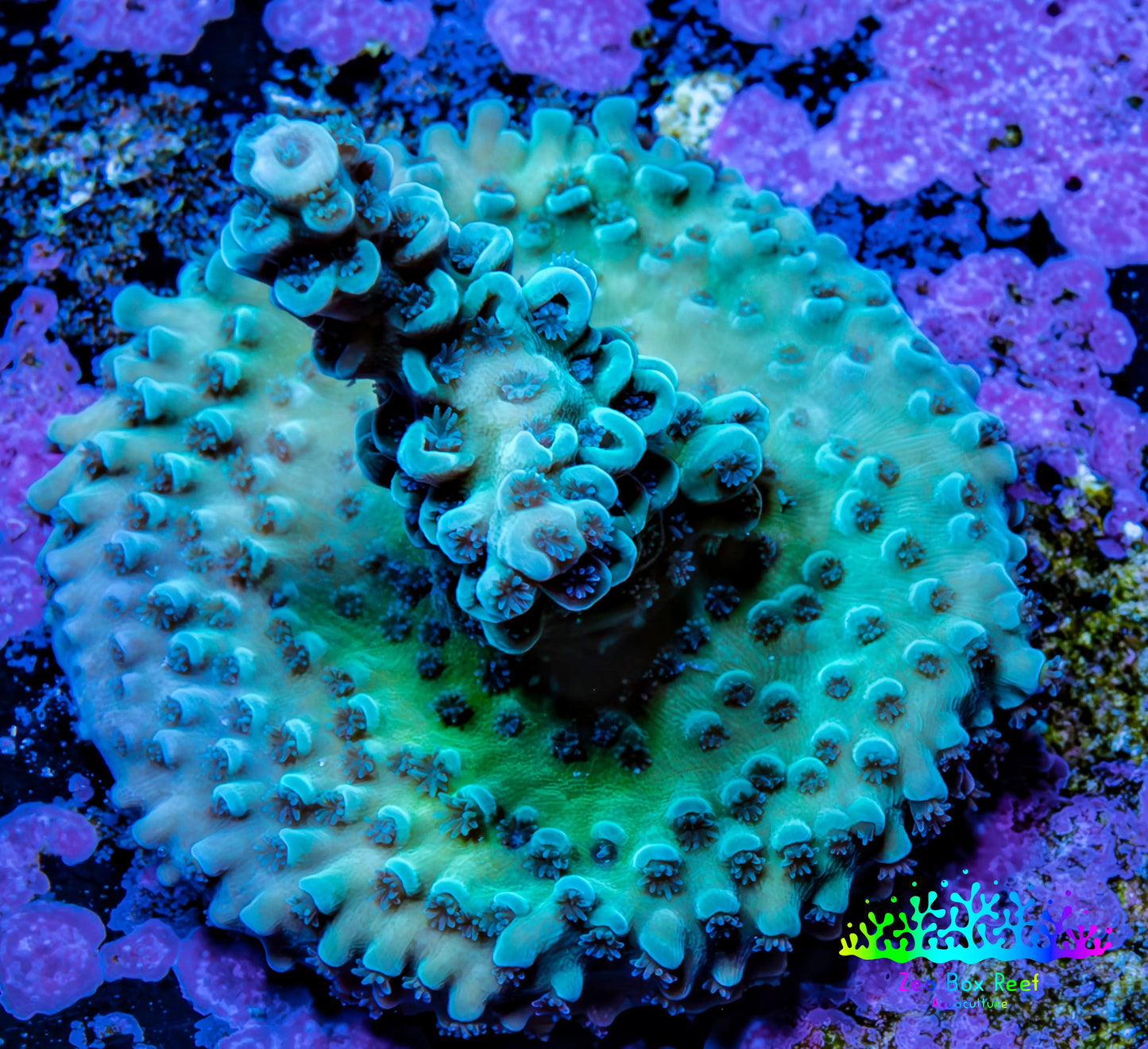 Acropora Coral - Ultra Acro Frag  WYSIWYG A3R5B1 Acropora Coral - Ultra Acro Frag  WYSIWYG A3R5B1 SPS Acropora Coral - Ultra Acro Frag  WYSIWYG A3R5B1 Zeo Box Reef