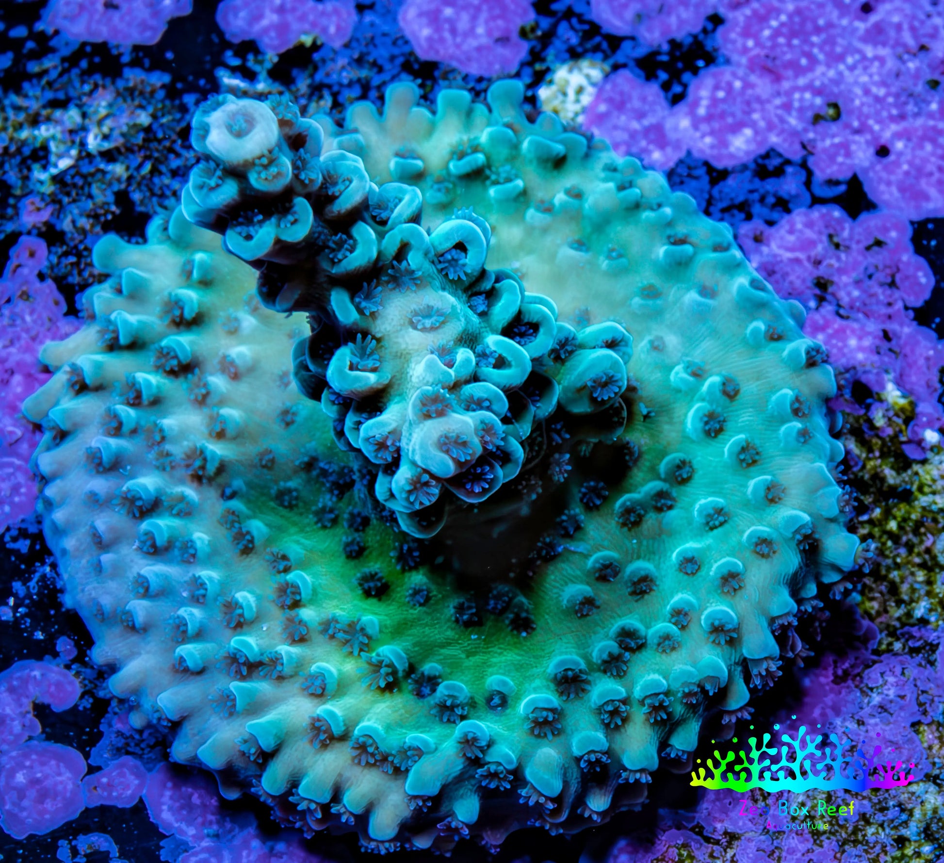 Acropora Coral - Ultra Acro Frag  WYSIWYG A3R5B1 Acropora Coral - Ultra Acro Frag  WYSIWYG A3R5B1 SPS Acropora Coral - Ultra Acro Frag  WYSIWYG A3R5B1 Zeo Box Reef