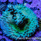 Acropora Coral - Ultra Acro Frag  WYSIWYG A3R5B1 Acropora Coral - Ultra Acro Frag  WYSIWYG A3R5B1 SPS Acropora Coral - Ultra Acro Frag  WYSIWYG A3R5B1 Zeo Box Reef