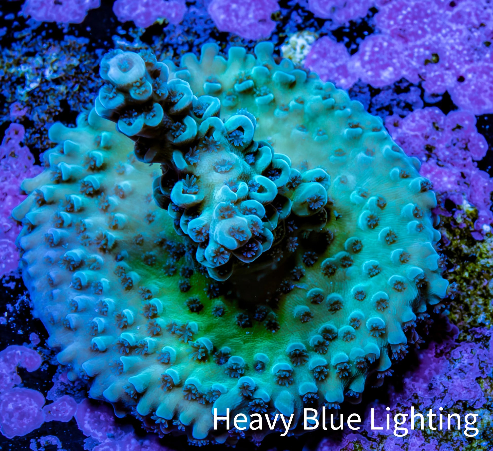 Acropora Coral - Ultra Acro Frag  WYSIWYG A3R5B1 Acropora Coral - Ultra Acro Frag  WYSIWYG A3R5B1 SPS Acropora Coral - Ultra Acro Frag  WYSIWYG A3R5B1 Zeo Box Reef