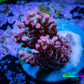 Acropora Coral -  Ultra Acro Frag WYSIWYG A4R2B1 Acropora Coral -  Ultra Acro Frag WYSIWYG A4R2B1 SPS Acropora Coral -  Ultra Acro Frag WYSIWYG A4R2B1 Zeo Box Reef