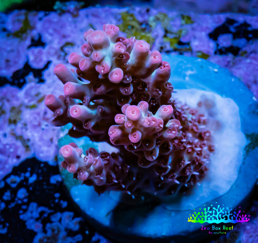 Acropora Coral -  Ultra Acro Frag WYSIWYG A4R2B1 Acropora Coral -  Ultra Acro Frag WYSIWYG A4R2B1 SPS Acropora Coral -  Ultra Acro Frag WYSIWYG A4R2B1 Zeo Box Reef